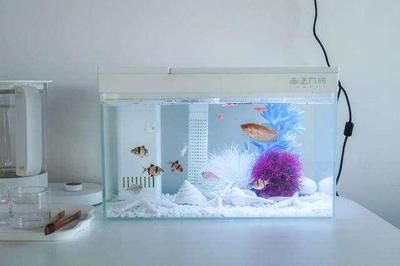 紅尾平克魚水族箱布置技巧：紅尾平克魚溫度調(diào)控技巧紅尾平克魚繁殖環(huán)境布置技巧