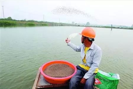 飼料配方營養(yǎng)均衡策略：豬飼料的營養(yǎng)均衡策略 其他寵物 第4張