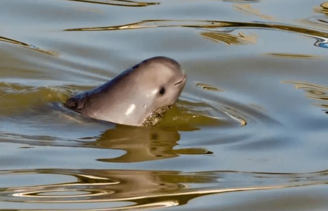 胭脂孔雀魚飼料選擇：胭脂孔雀魚活餌消毒方法tetra品牌飼料評價