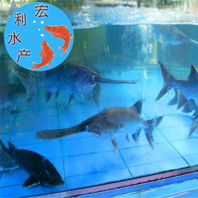 鴨嘴魚細菌性疾病治療方法：鴨嘴魚的細菌性疾病治療方法