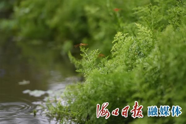 濕地生態(tài)修復(fù)中水生植物的選擇：在濕地生態(tài)修復(fù)中水生植物的選擇至關(guān)重要