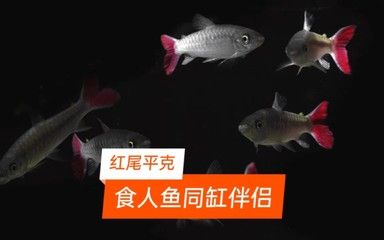 紅尾平克魚(yú)爛頭病預(yù)防措施：關(guān)于紅尾平克魚(yú)爛頭病的預(yù)防措施 其他寵物 第5張