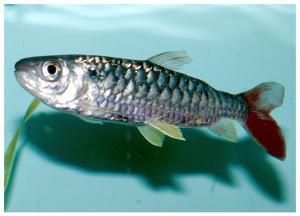 紅尾平克魚(yú)爛頭病預(yù)防措施：關(guān)于紅尾平克魚(yú)爛頭病的預(yù)防措施 其他寵物 第1張