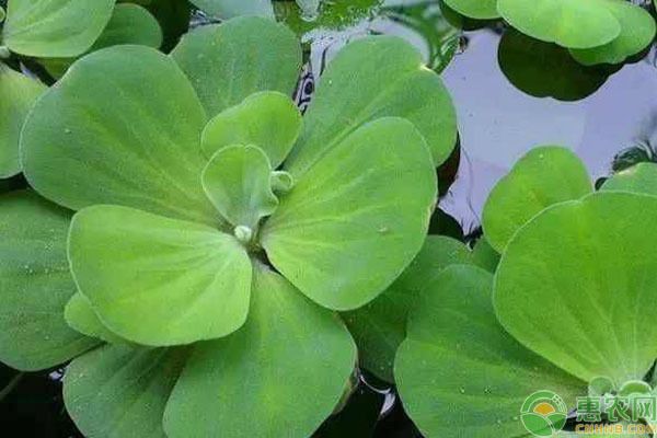 水生植物喂養(yǎng)效果對(duì)比：水生植物在魚池中的喂養(yǎng)效果對(duì)比