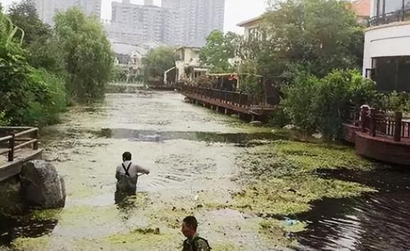 水生植物喂養(yǎng)效果對(duì)比：水生植物在魚池中的喂養(yǎng)效果對(duì)比 其他寵物 第5張