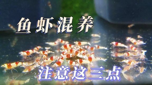 龍魚新缸養(yǎng)水幾天換一次水：新缸養(yǎng)水前要定期換水嗎？ 水族問答 第2張