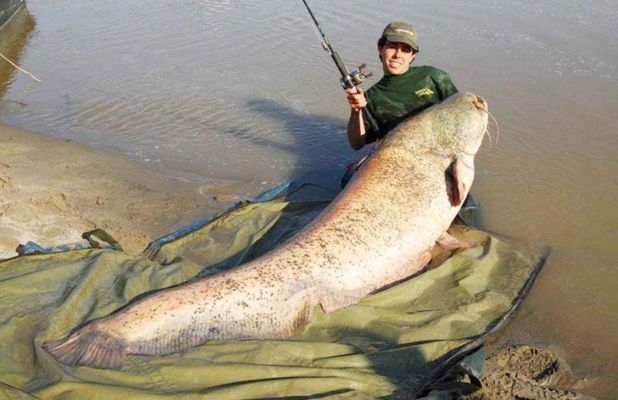 巨骨舌魚(yú)生活習(xí)性研究：力到強(qiáng)大的跳躍能力，這些特性，使它們巨能舌在極端條件下