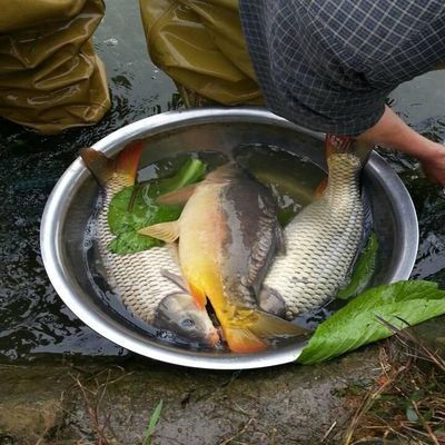 如何檢測蝴蝶鯉魚苗水質(zhì)：如何檢測蝴蝶鯉魚苗的水質(zhì) 其他寵物 第5張