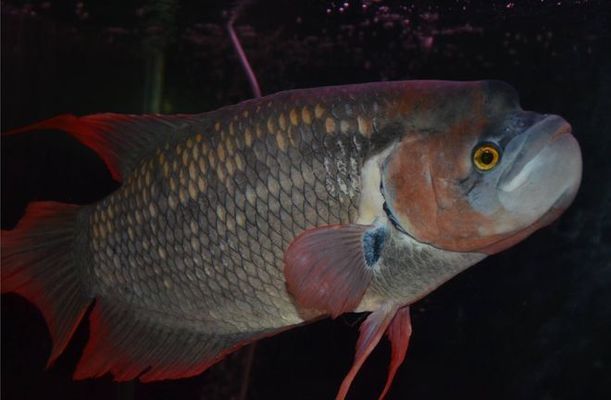 月光鴨嘴魚繁殖期飼料選擇指南：月光鴨嘴魚的繁殖期飼料選擇指南針對月光鴨嘴魚的選擇 其他寵物 第5張