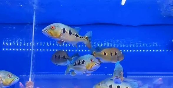 眼斑魚適合的水族箱環(huán)境：眼斑魚在水族箱中的最佳生活環(huán)境和條件 其他寵物 第2張