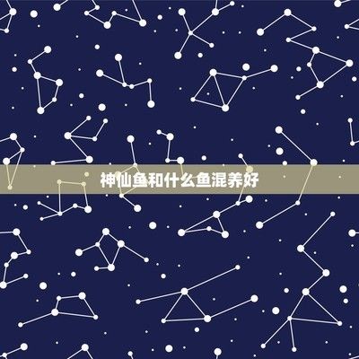 神仙魚混養(yǎng)伴侶選擇標準：神仙魚混養(yǎng)伴侶的標準 其他寵物 第3張