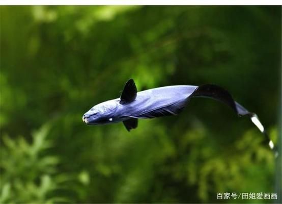 象鼻魚(yú)鰭形特征鑒別指南：象鼻魚(yú)的鰭形特征 其他寵物 第2張