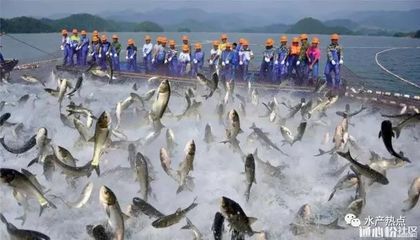 浮游生物對魚苗的重要性：浮游生物對魚苗生長的具體影響 其他寵物 第4張