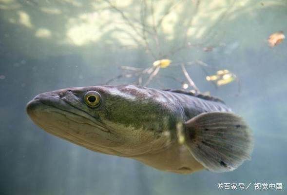 夏季黑云魚水質(zhì)管理技巧：夏季黑云魚水質(zhì)管理技巧：夏季黑云魚換水操作指南 其他寵物 第3張