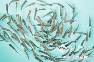 長絲巨鲇人工繁殖技術(shù)研究：長絲巨鲇人工繁殖技術(shù) 其他寵物 第2張