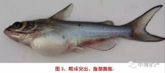 魚苗皰疹病毒的傳播途徑：魚苗皰疹病毒的傳播途徑主要包括以下幾個(gè)方面的科學(xué)依據(jù) 其他寵物 第3張