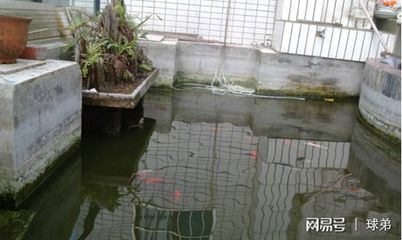 魚池過濾器的選擇與維護(hù)指南：魚池過濾器的選擇與維護(hù) 其他寵物 第5張