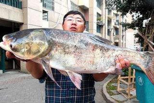 泰龐海鰱魚(yú)繁殖期餌料配比：泰龐海鰱魚(yú)的繁殖期餌料配比實(shí)例,泰龐海鰱魚(yú)繁殖成功率提升 其他寵物 第1張