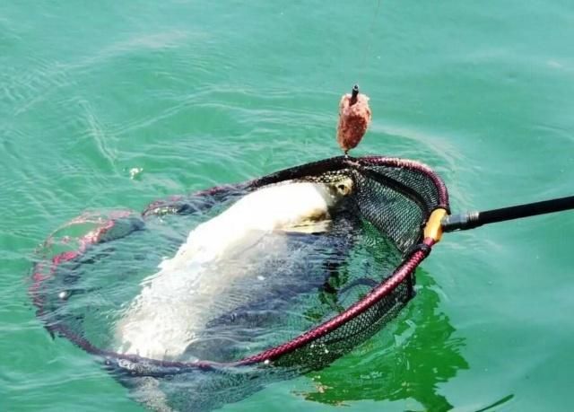 泰龐海鰱魚(yú)繁殖期餌料配比：泰龐海鰱魚(yú)的繁殖期餌料配比實(shí)例,泰龐海鰱魚(yú)繁殖成功率提升 其他寵物 第2張