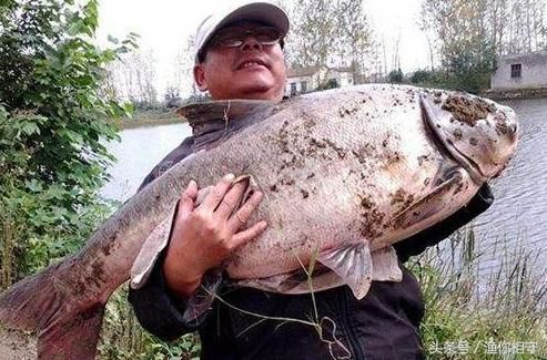 泰龐海鰱魚(yú)繁殖期餌料配比：泰龐海鰱魚(yú)的繁殖期餌料配比實(shí)例,泰龐海鰱魚(yú)繁殖成功率提升 其他寵物 第5張