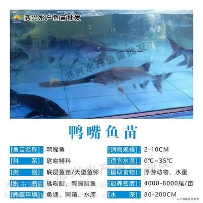 鴨嘴魚(yú)繁殖季節(jié)選擇技巧：繁殖鴨嘴魚(yú)的技巧 其他寵物 第2張