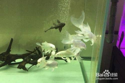 蝴蝶魚飼料保存方法：蝴蝶魚飼料如何保存 其他寵物 第1張