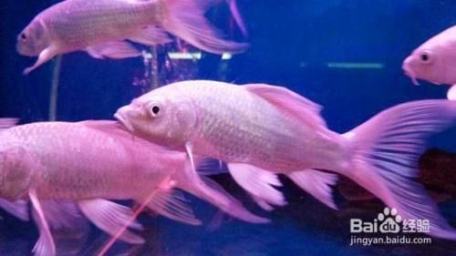 蝴蝶魚飼料保存方法：蝴蝶魚飼料如何保存 其他寵物 第2張