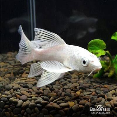 蝴蝶魚飼料保存方法：蝴蝶魚飼料如何保存 其他寵物 第3張