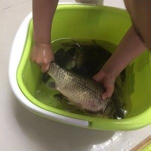 元寶鯽魚疾病早期識別技巧：元寶鯽魚摩擦行為解讀，元寶鯽魚白點病防治方法