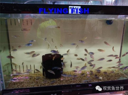 如何鑒別高品質(zhì)的眼斑魚：眼斑魚日常護(hù)理要點(diǎn)，眼斑魚繁殖技巧分享，眼斑魚常見疾病預(yù)防