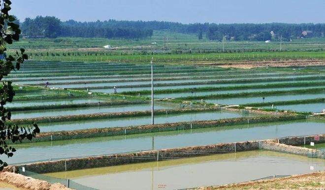 魚苗藥物使用劑量指南：關(guān)于魚苗藥物使用劑量的指南 其他寵物 第2張