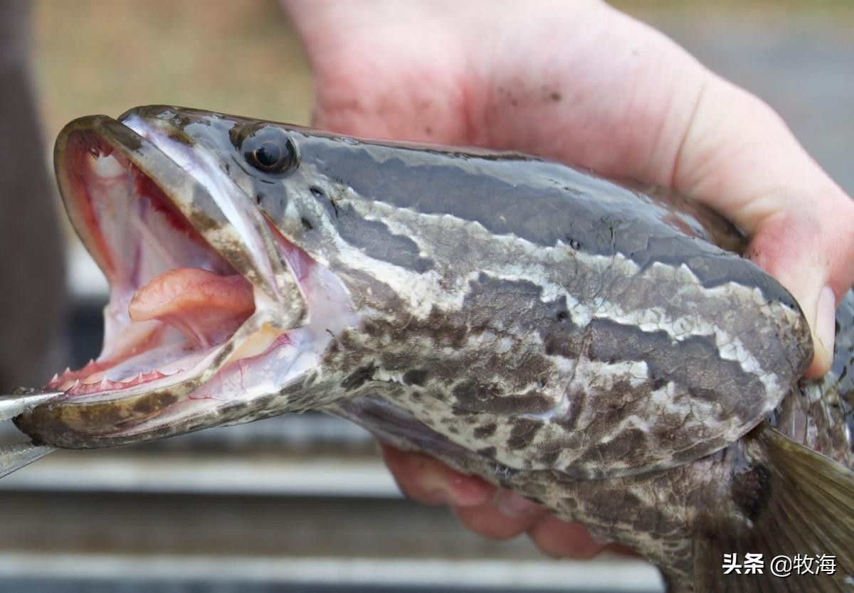 海鰱魚與其他魚類比較：海鰱魚與淡水魚的區(qū)別，海鰱魚的生態(tài)位是什么 其他寵物 第1張