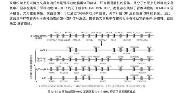 肉鰭魚類演化對生態(tài)的影響：肉鰭魚類演化對生態(tài)系統(tǒng)產(chǎn)生了深遠(yuǎn)的影響