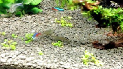 野彩魚飼料保存方法探究：野彩魚飼料保存方法 其他寵物 第1張