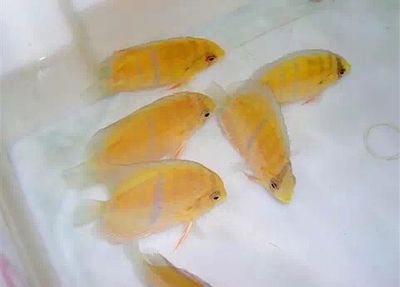 野彩魚飼料保存方法探究：野彩魚飼料保存方法 其他寵物 第2張