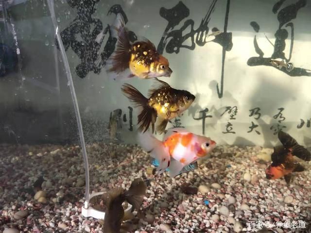 金魚(yú)冬季最佳養(yǎng)殖溫度：金魚(yú)冬季養(yǎng)殖溫度應(yīng)控制在15-20攝氏度之間 其他寵物 第4張