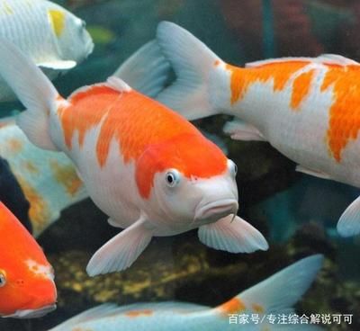 七紋巨鯉魚(yú)養(yǎng)殖技術(shù)提升方法：七紋巨鯉魚(yú)養(yǎng)殖技術(shù)提升方法七紋巨鯉魚(yú)養(yǎng)殖技術(shù)提升方法