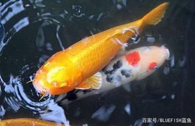 七紋巨鯉魚養(yǎng)殖技術(shù)提升方法：七紋巨鯉魚養(yǎng)殖技術(shù)提升方法七紋巨鯉魚養(yǎng)殖技術(shù)提升方法 其他寵物 第5張