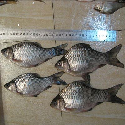 巨暴魚苗抗病能力提升策略：巨暴魚苗生物防控技術(shù)應(yīng)用