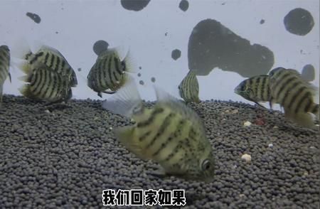 如何判斷狗頭魚性成熟：如何判斷狗頭魚性成熟的具體判斷方法如何記錄狗頭魚生長數(shù)據(jù) 其他寵物 第4張