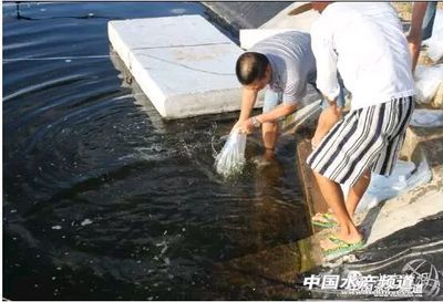 魚苗生長水溫調(diào)節(jié)方法：科學(xué)合理的水溫調(diào)節(jié)方法，促進(jìn)魚苗健康成長 其他寵物 第5張