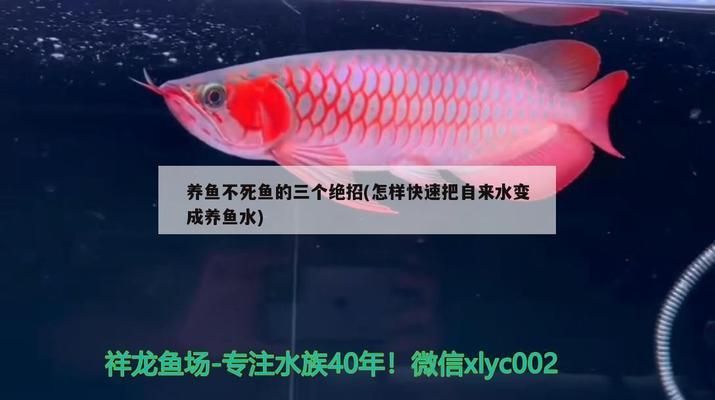 如何去除自來水養(yǎng)魚毒性：去除自來水養(yǎng)魚毒性方法 其他寵物 第3張