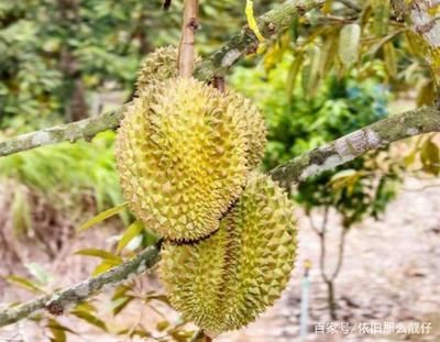 榴蓮種植的最佳季節(jié)：榴蓮種植的最佳季節(jié)是什么時候？ 其他寵物 第1張