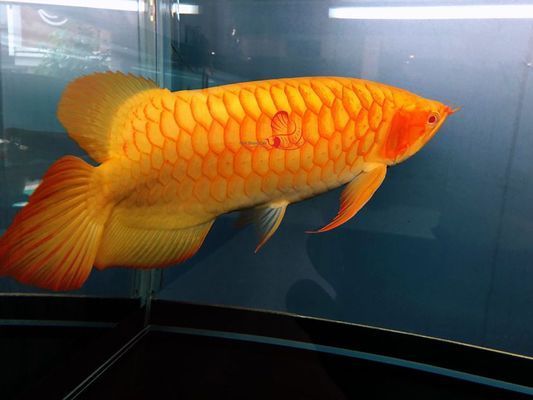 元寶鳳凰魚(yú)繁殖期飲食調(diào)整：元寶鳳凰魚(yú)繁殖期飼料選擇指南,元寶鳳凰魚(yú)繁殖營(yíng)養(yǎng)均衡策略