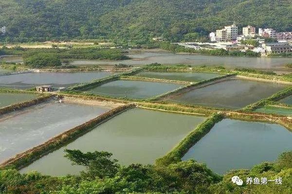 黑影道人魚繁殖技巧：黑影道人魚的繁殖技巧 其他寵物 第2張