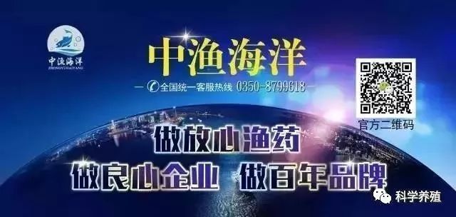 黑影道人魚繁殖技巧：黑影道人魚的繁殖技巧 其他寵物 第4張