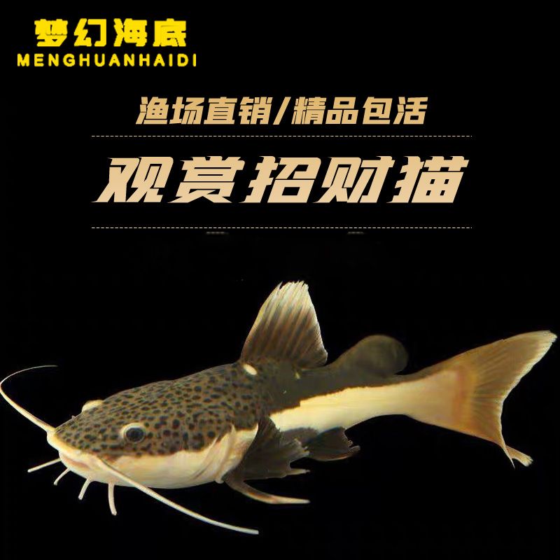 招財(cái)貓魚(yú)苗常見(jiàn)疾病有哪些：招財(cái)貓魚(yú)苗常見(jiàn)的幾種疾病及其治療方法 其他寵物 第3張