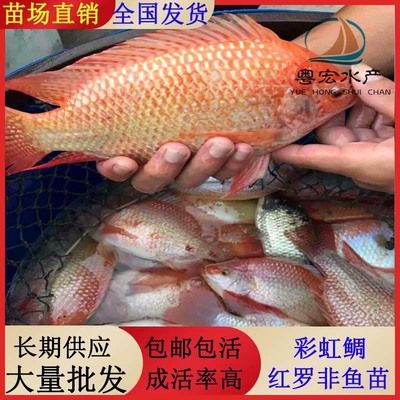 如何判斷豹紋夫魚(yú)苗健康：如何判斷豹紋夫魚(yú)苗的健康狀態(tài) 其他寵物 第2張