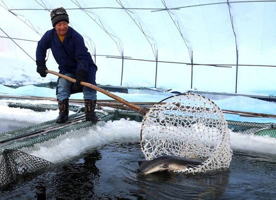 塘鲺魚苗冬季保溫方法：冬季塘鲺魚苗保溫策略及管理措施 其他寵物 第2張