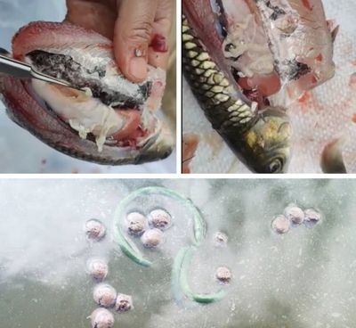 泰龐海鰱魚常見寄生蟲種類：關于泰龐海鰱魚常見寄生蟲種類的問題 其他寵物 第4張